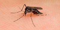 ZIKA, MALARIA, DENGUE, CHIKUNGUNYA EN NEGEN ANDERE GEVAREN VAN MUGGENBETEN