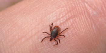 Wat te doen tegen teken? - Care Plus