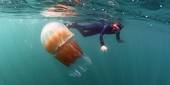 KWALLEN DRUKKEN DE PRET