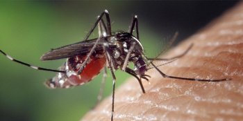 ZWANGER? PAS OP VOOR HET ZIKA VIRUS!