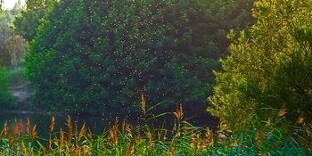 DUIZENDEN MUGGEN LOSGELATEN VOOR MUGBESTRIJDING