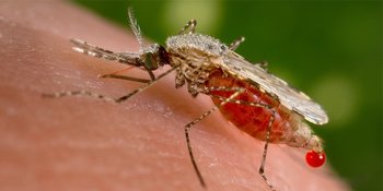 LAAT JE VAKANTIE NIET VERPESTEN DOOR HET CHIKUNGUNYA VIRUS - JE GIDS NAAR LOCATIES, SYMPTOMEN EN BESCHERMING