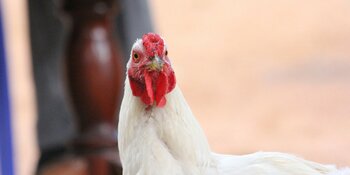 Care Plus Maandoverzicht juli: Van muggenplaag in Nederland tot Zika-zorgen in de States