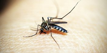 Wat werkt wel tegen muggen?